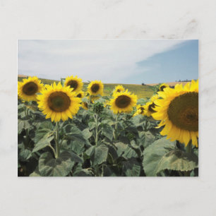 Carte Postale France Provence, Vue d'un champ de tournesols