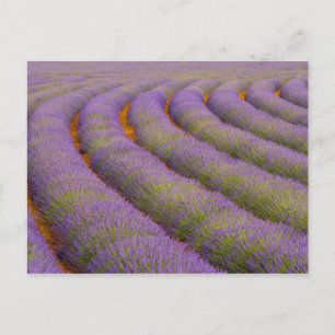 Carte Postale France, région Provence. Rangées incurvées de