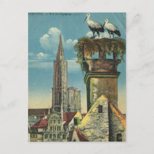 Carte Postale France vintage, Strasbourg, nids de cigogne 1930