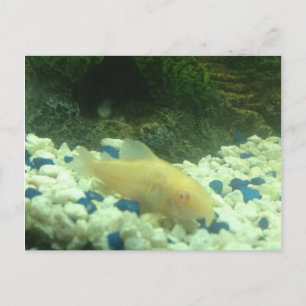 Carte Postale Francis le poisson-chat albinos