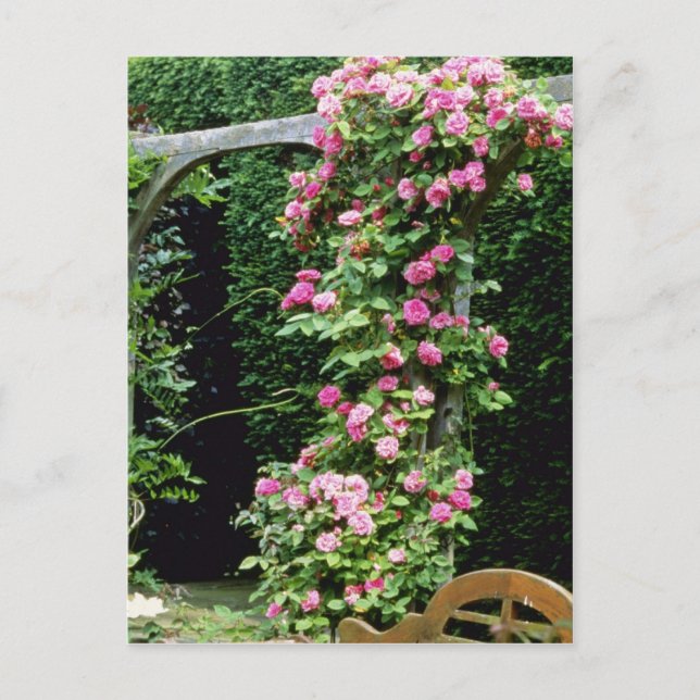 Carte Postale Francoise Rose Rambler Rose Juranville sur Pergol (Devant)