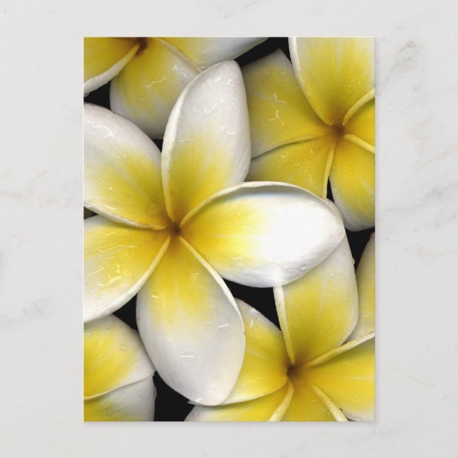 Carte Postale Frangipani (Devant)