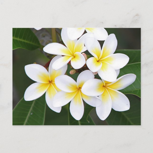 Carte Postale Frangipani (Devant)