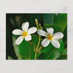 Carte Postale Frangipani blanc