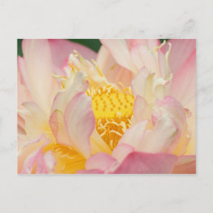 Carte Postale Franklin NC, jardin d'eau de Perry, Lotus avec