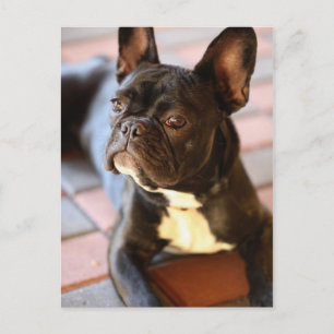Carte Postale Französisch Bulldog