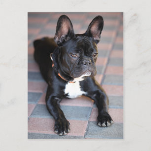 Carte Postale Französisch Bulldog