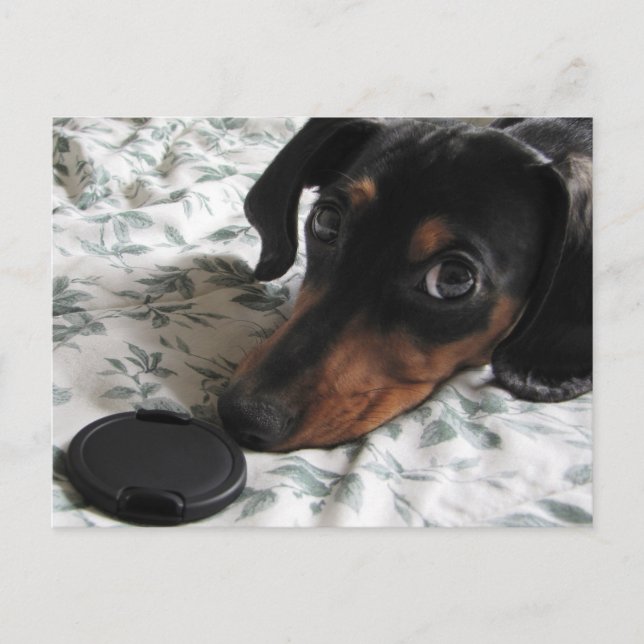 Carte Postale Frappe de Digger à un Poteau (Devant)