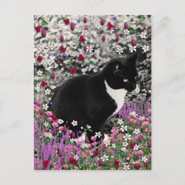 Carte Postale Frapules en Fleurs II - Tuxedo Cat (Devant)