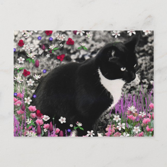 Carte Postale Frapules en Fleurs II - Tuxedo Cat (Devant)