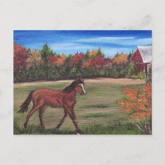 Carte postale Freedom Run