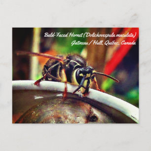 Carte Postale Frelon à face blanche (Dolichovespula maculata) Gu