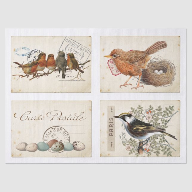 Carte Postale French Bird Nest and Eggs Set Seidenpapier (Vorderseite)