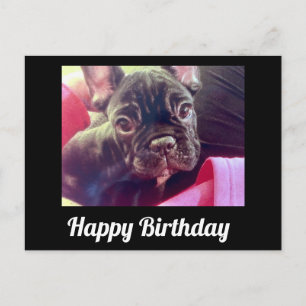 Carte Postale French Bulldog migre Joyeux anniversaire