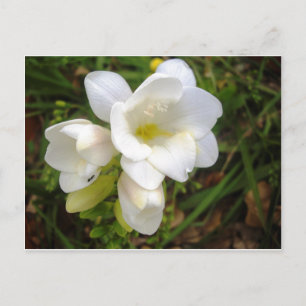 Carte Postale Frénésie blanche