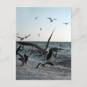 Carte postale Frenzy