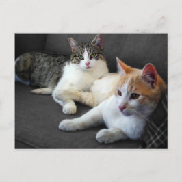 Carte Postale Frère et soeur Kitties