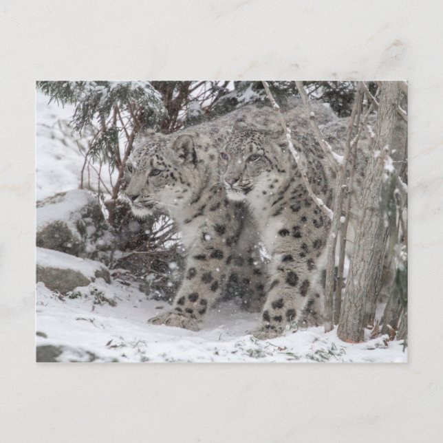 Carte Postale Frères léopards des neiges marchant dans la neige  (Devant)