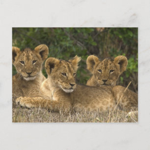 Carte Postale Frères Lion