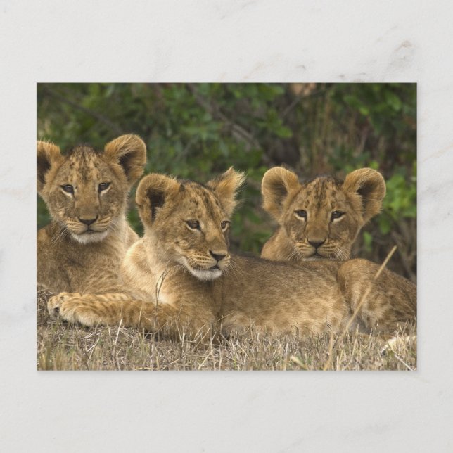 Carte Postale Frères Lion (Devant)