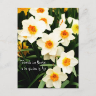 Carte Postale Friends are Flowers Quote Daffodils Postcard