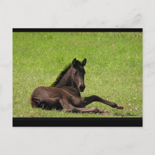 Carte postale Friesian Foy