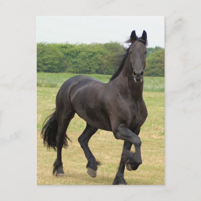 Carte postale Friesian Horse (Devant)