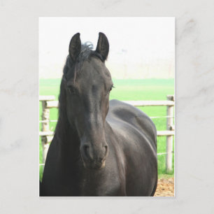Carte postale Friesian Horse