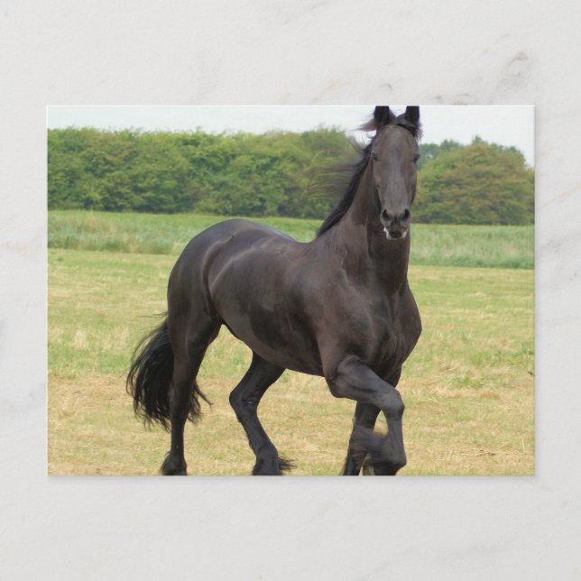 Carte postale Friesian Horse (Devant)