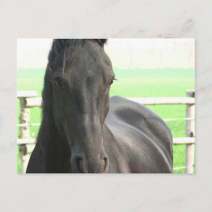 Carte postale Friesian Horse
