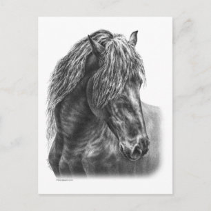 Carte Postale Friesian Horse Portrait Wavy Mane