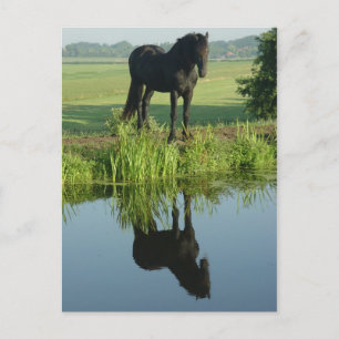 Carte Postale Friesian Horse Réflexion dans l'eau