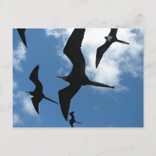 Carte Postale Frigate Birds (Fragata), îles Galapagos 6