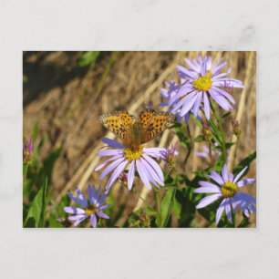 Carte Postale Fritillaire Hydaspe sur des fleurs d'aster pourpre