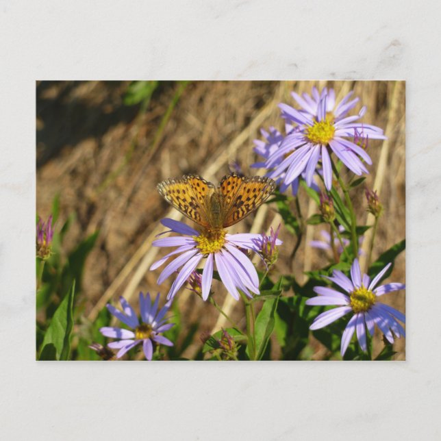 Carte Postale Fritillaire Hydaspe sur Fleurs d'Aster Violet (Devant)