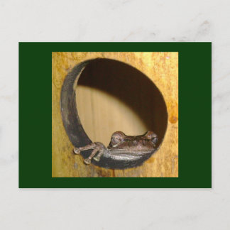 Carte postale, Frog House