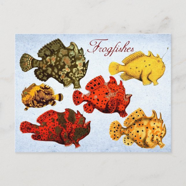 Carte Postale Frogfish (Devant)