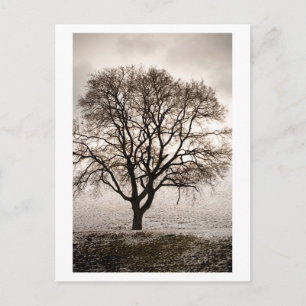 Carte Postale froid et charmant