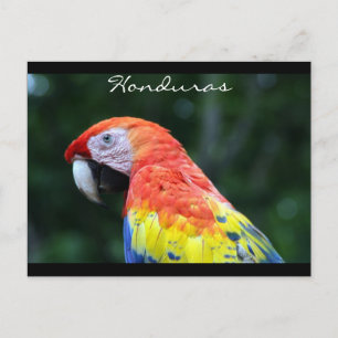 Carte Postale frontière de scarlet macaw
