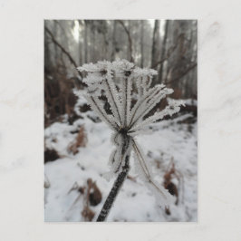 Carte Postale Frost d'hiver sur les plantes dans la forêt