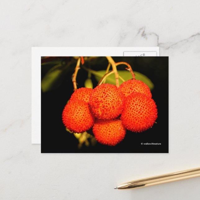 Carte Postale Fruit d'Arbutus Arbutus Arbusier Ripende (Devant/Arrière en situation)