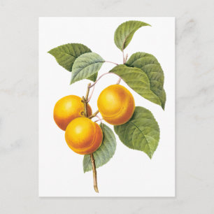 Carte Postale Fruit vintage, Pêche à l'abricot par Redoute