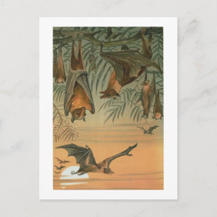 Carte Postale Fruits chauves