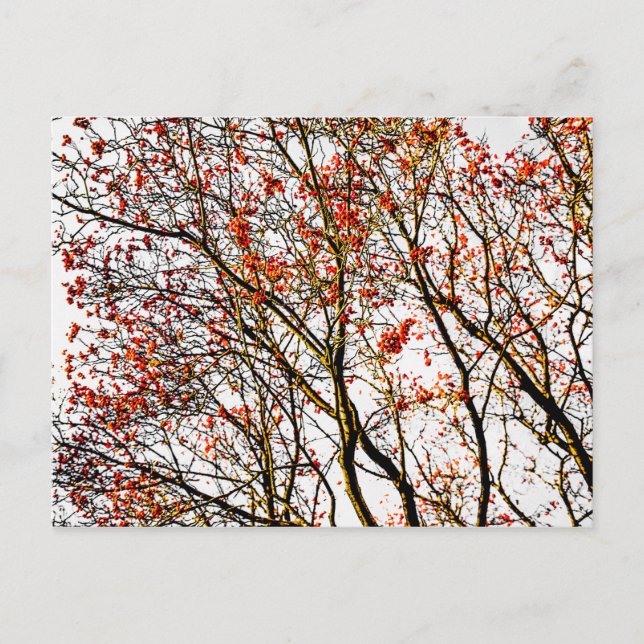 Carte Postale Fruits de sorbier rouge ou baies de frêne (Devant)