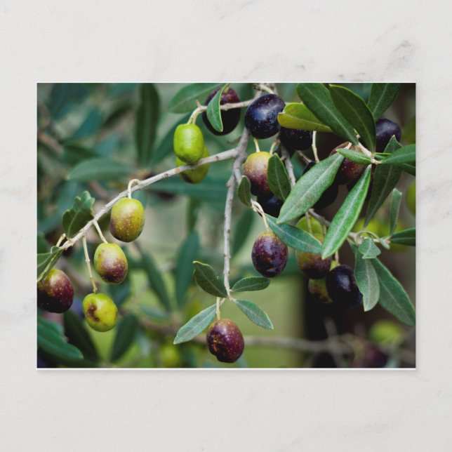 Carte Postale Fruits d'olive qui poussent sur l'arbre (Devant)