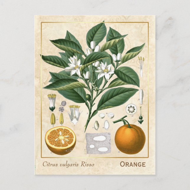 Carte Postale Fruits d'orange de plante médicinale botanique vin (Devant)
