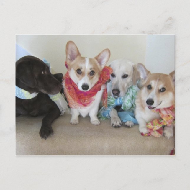 Carte Postale Fruits frais Produire des foulards sur les chiots (Devant)
