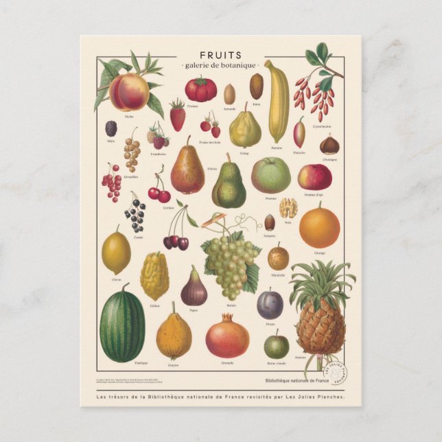 Carte Postale Fruits illustratifs (Devant)