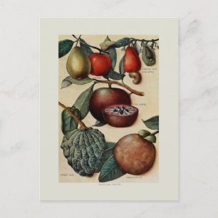 Carte Postale Fruits tropicaux