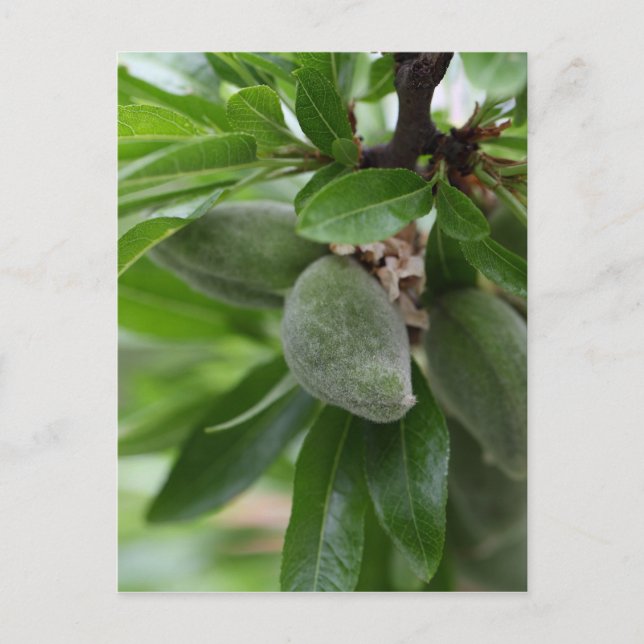 Carte Postale Fruits verts d'un amandier (Devant)